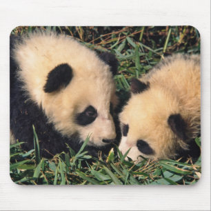 Mousepad Dois filhotes de panda no arbusto de bambu, Wolong