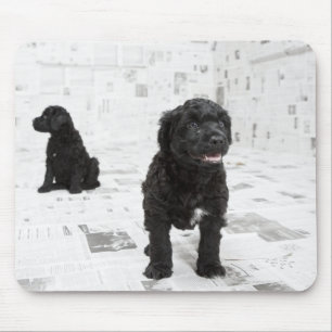 Mousepad Dois filhotes portugueses de Cachorro d'água numa 