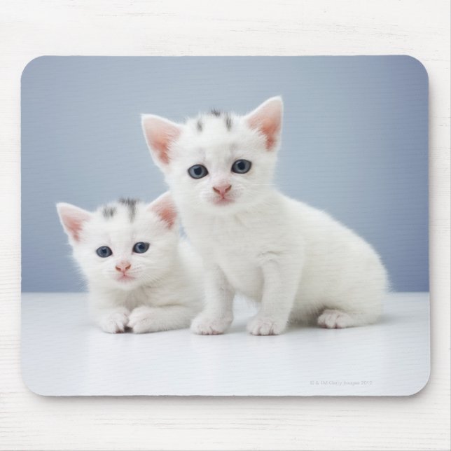 Mousepad Dois gatinhos brancos muito jovens encaram de form (Frente)