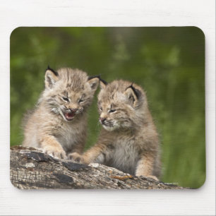 Mousepad Dois gatinhos canadenses Lynx (Lynx Canadensis)