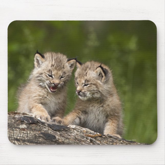 Mousepad Dois gatinhos canadenses Lynx (Lynx Canadensis) (Frente)