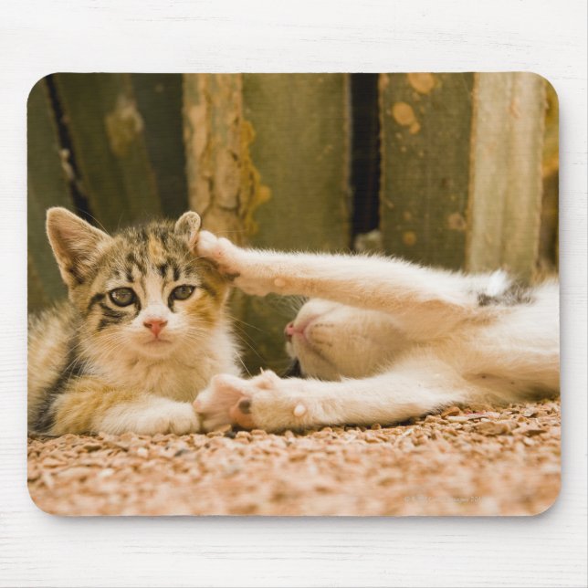 Mousepad Dois gatinhos, Marrocos (Frente)