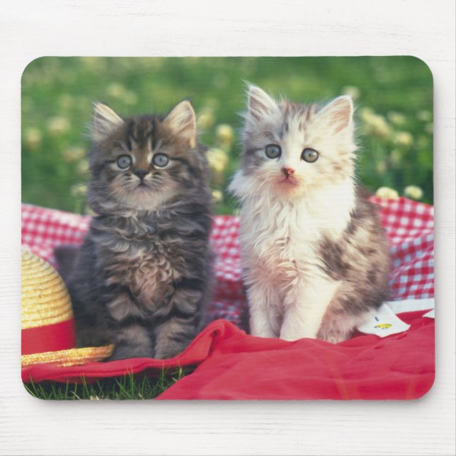 Mousepad Dois gatinhos que sentam-se em uma cobertura (Frente)