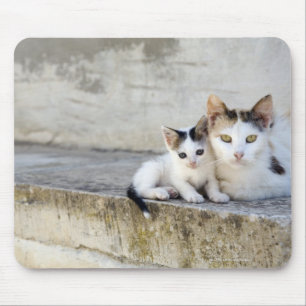 Mousepad Dois gatos nas etapas de pedra