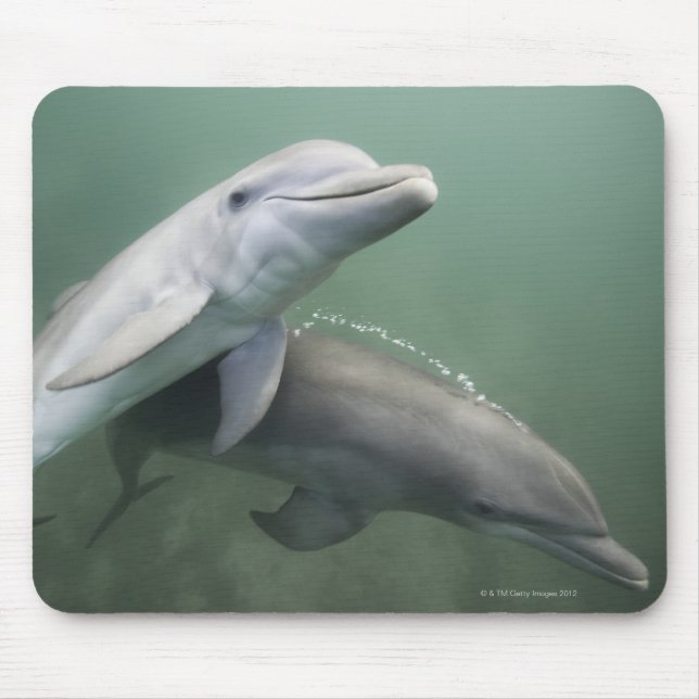 Mousepad Dois golfinhos submarinos (Frente)