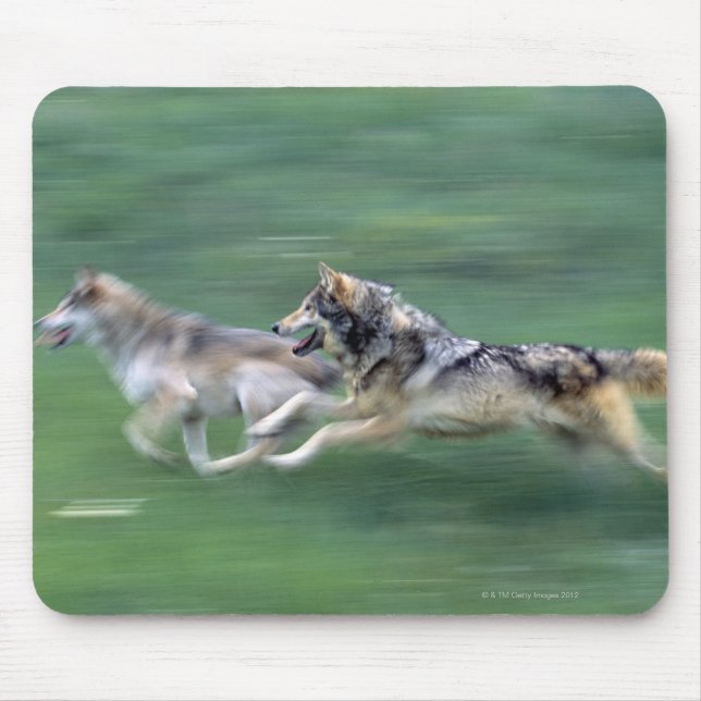 Mousepad Dois lobos no campo das montanhas (Frente)