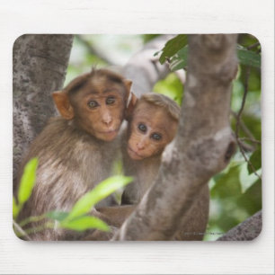 Mousepad Dois macacos em uma árvore