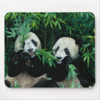 Dois pandas comendo bambu juntos, Wolong