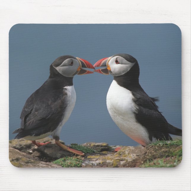Mousepad Dois papagaio-do-mar (Frente)