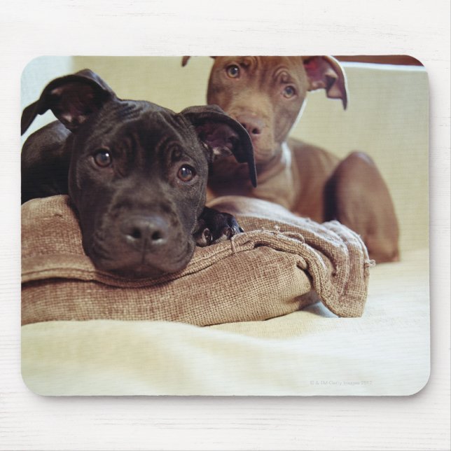 Mousepad Dois pit bull terriers sentados no interior, perto (Frente)