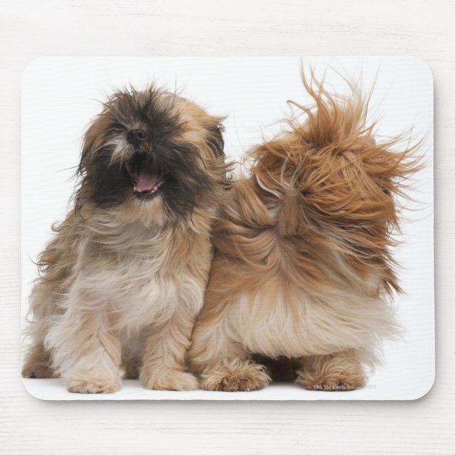 Mousepad Dois Shih-Tzus ao vento (Frente)