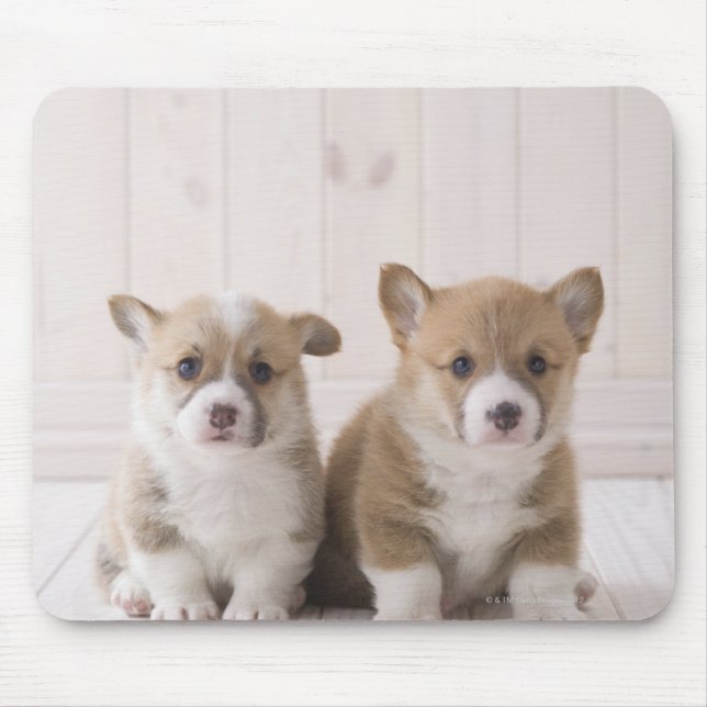 Mousepad Dois Welsh Corgi Sentados (Frente)