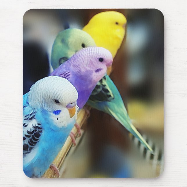 Mousepad dos Parakeets (Frente)