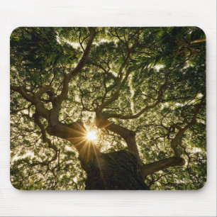 Mousepad Dossel de árvore Sunstar do Banyan