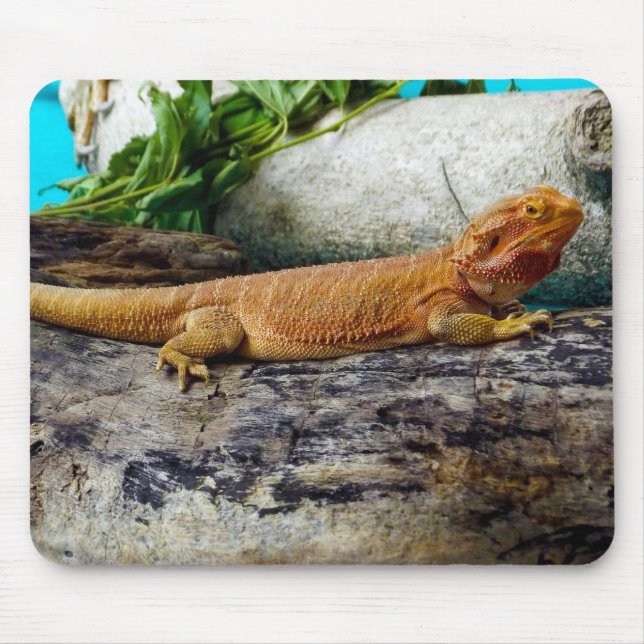 Mousepad Dragão de Barba Adulta Lizard (Frente)