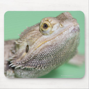 Mousepad Dragão farpado 2