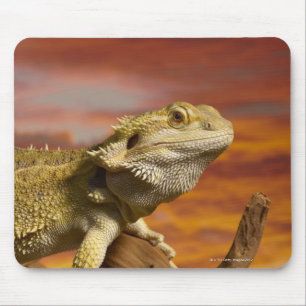 Mousepad Dragão farpado (Pogona Vitticeps) no ramo,