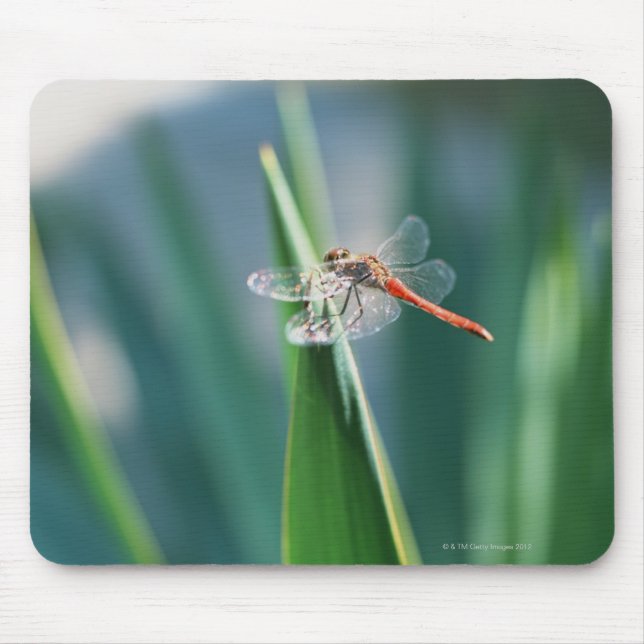 Mousepad Dragonfly (Frente)