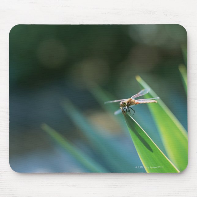 Mousepad Dragonfly (Frente)