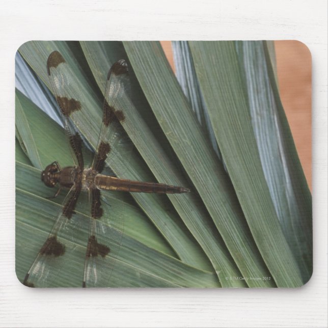 Mousepad Dragonfly na planta (Frente)