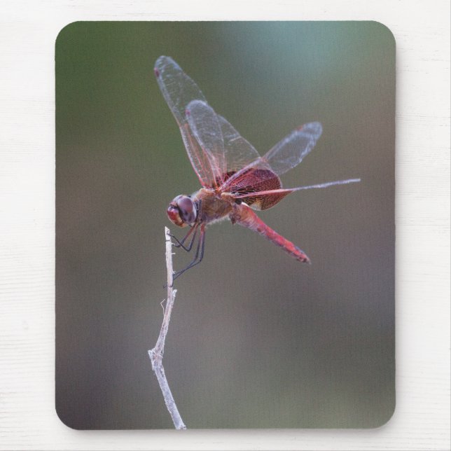 Mousepad Dragonfly Red Saddlebags Masculinos (Frente)