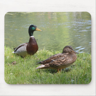 Mousepad Drake e pato no selvagem