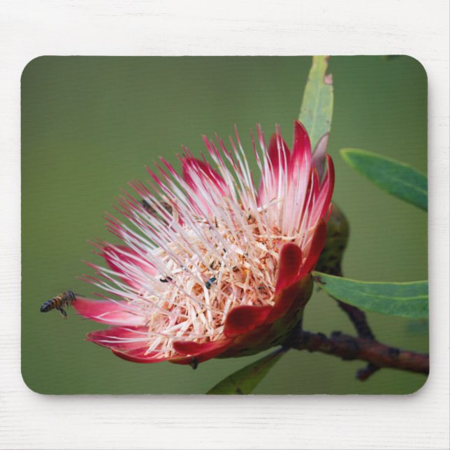 Mousepad Drakensberg Sugarbush (Protea Dracomontana) (Frente)
