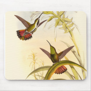 Mousepad Duas Aves Hummingbird Coloridas Projetando para a