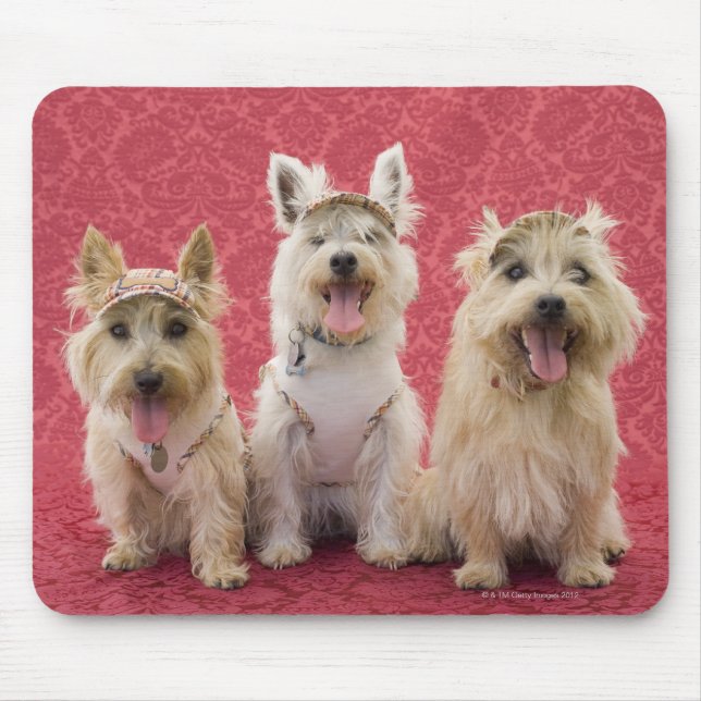 Mousepad Duas cairin terriers e uma westie (Frente)