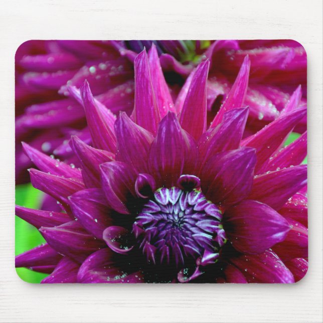 Mousepad Duas flores roxas dahlias na floração (Frente)