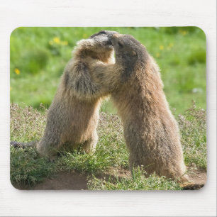 Mousepad duas marmota novas