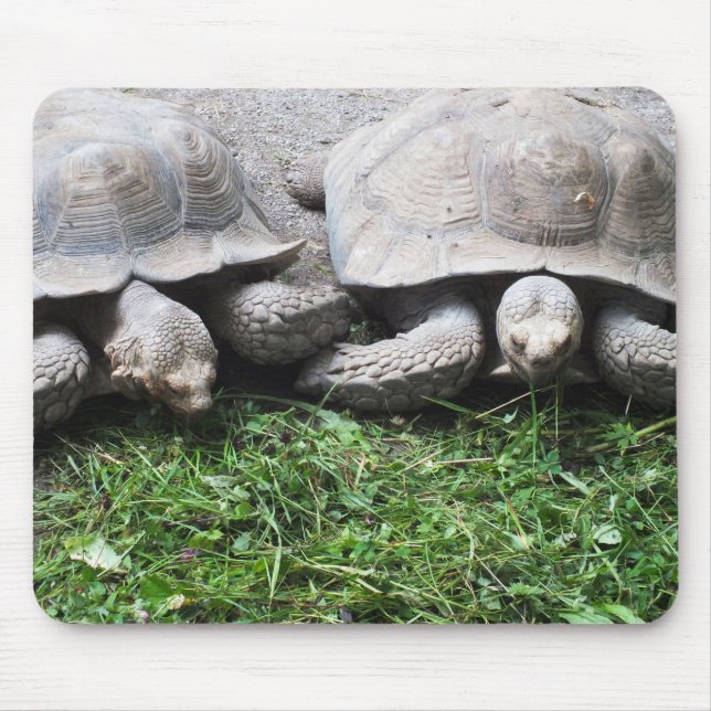 Mousepad Duas tartarugas gigantes (Frente)