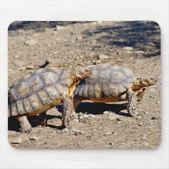 Mousepad Duas tartarugas sulcata que caminham no chão (Frente)