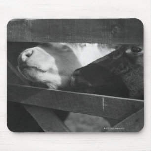 Mousepad Duas vitelas que picam seus narizes com a