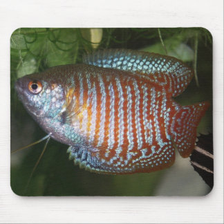 Mousepad Dwarf Gourami - Colisa lalia