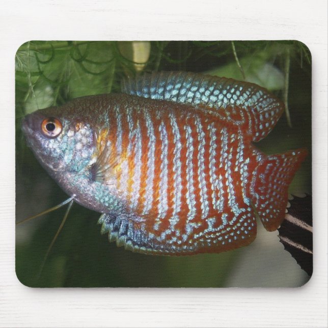 Mousepad Dwarf Gourami - Colisa lalia (Frente)