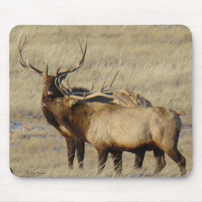 Mousepad E24 Alce Macho (Frente)