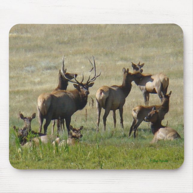 Mousepad E36 Alce Touro e Vacas (Frente)