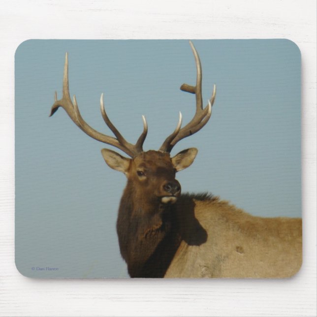 Mousepad E49 Cabeça e ombros de Elk Bull (Frente)