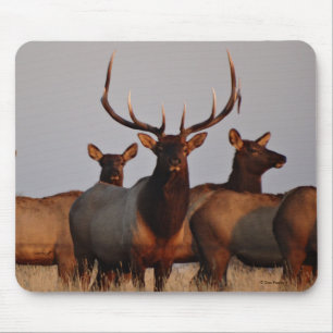 Mousepad E66 Alce Touro e Vacas
