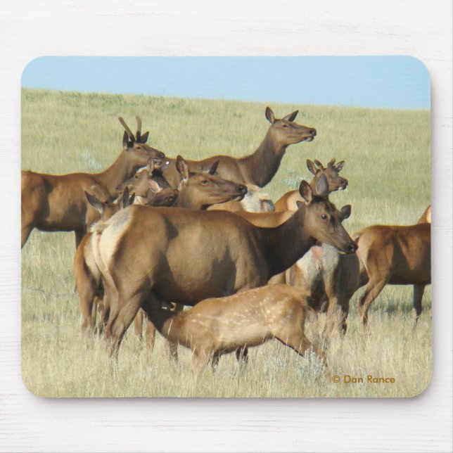 Mousepad E7 Alce Fêmea Alimentando Becerro (Frente)