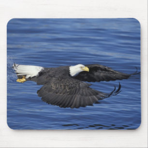 Mousepad E.U.A., Alasca, Águia careca da Península de Kenai