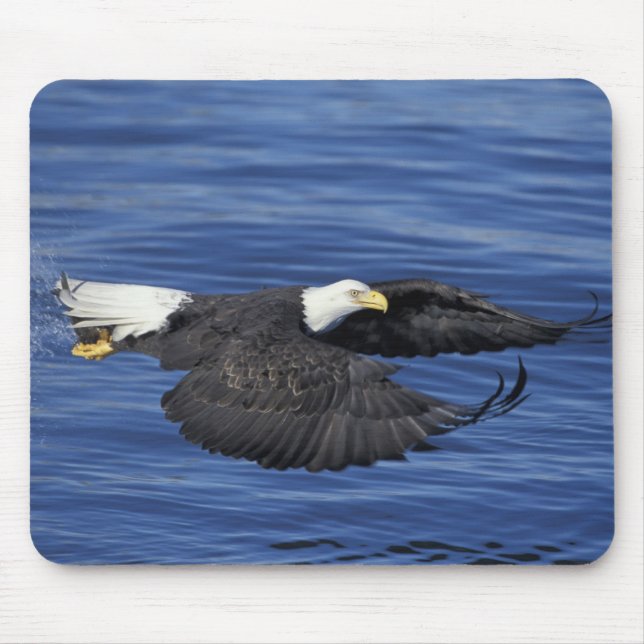 Mousepad E.U.A., Alasca, Águia careca da Península de Kenai (Frente)