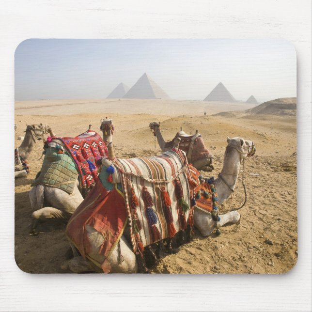 Mousepad Egito, Cairo. Camelos descansando (Frente)