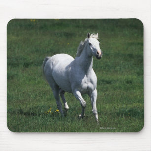 Mousepad Égua do puro-sangue