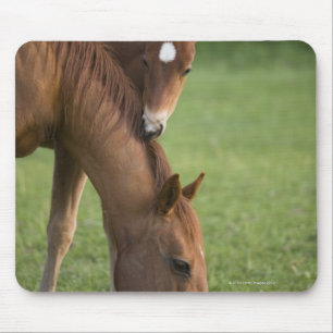 Mousepad Égua e potro de um quarto americanos do cavalo no