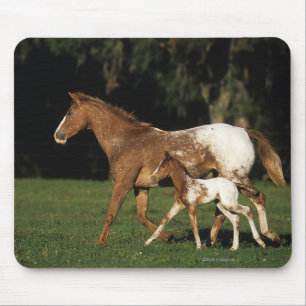 Mousepad Égua e potro do Appaloosa