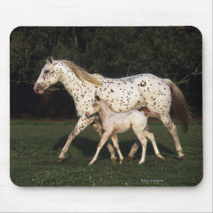 Mousepad Égua e potro do Appaloosa no campo