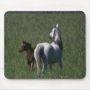 Mousepad Égua & potro árabes