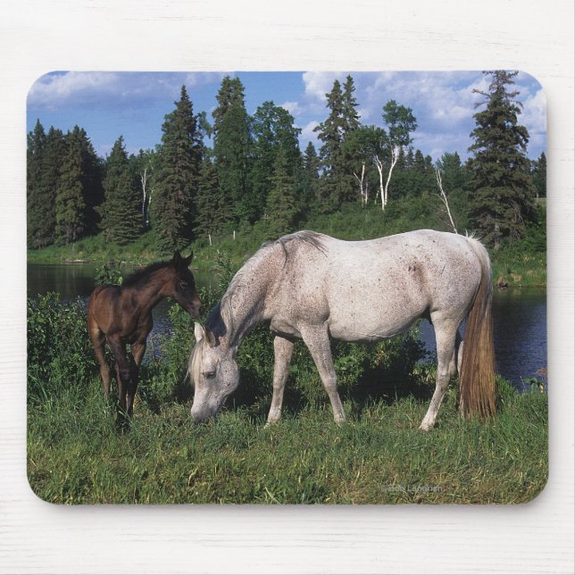 Mousepad Égua & potro árabes 2 (Frente)